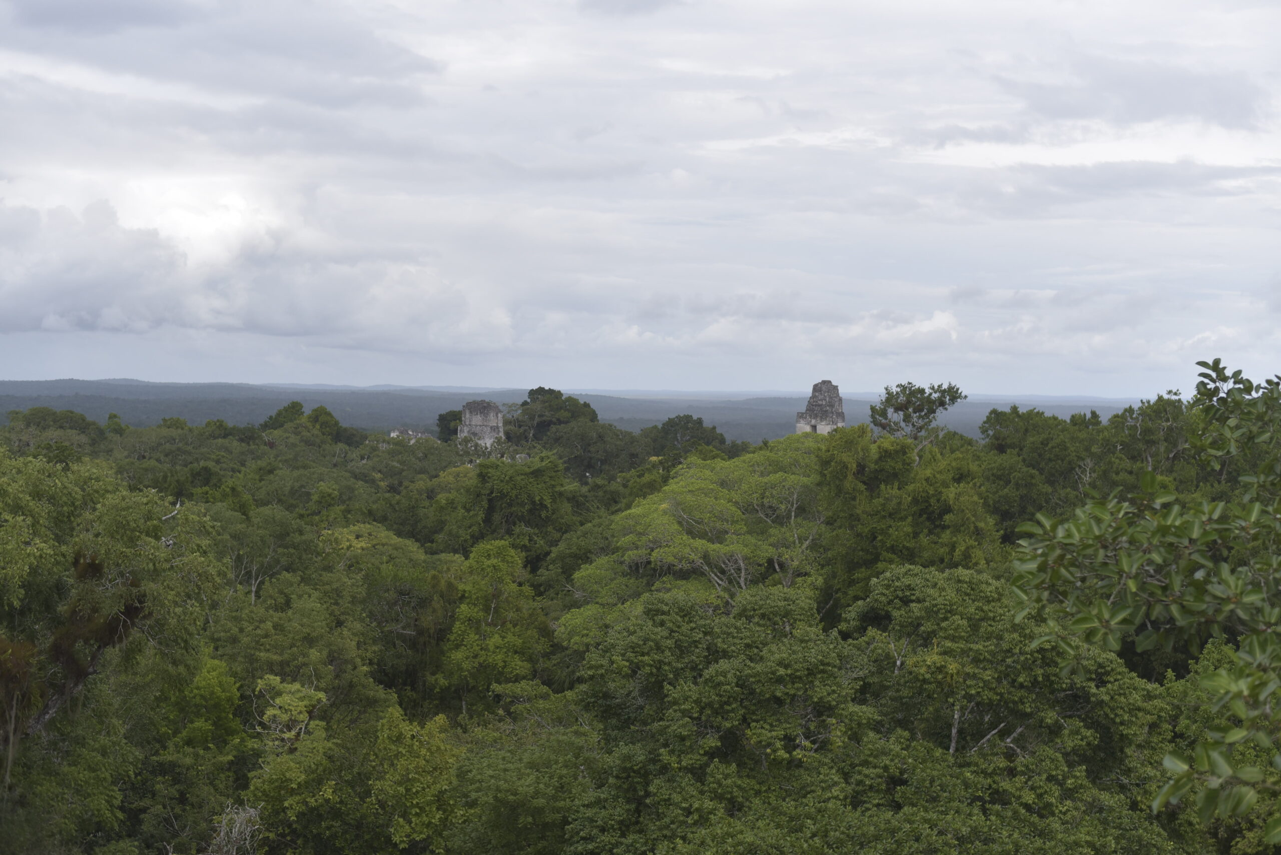 Vista del bosque desde un templo en Tikal