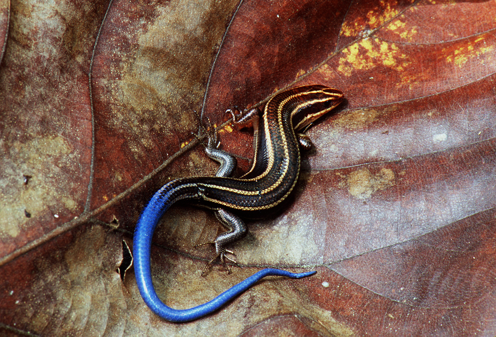Lagartija de cola azul sobre hojarasca