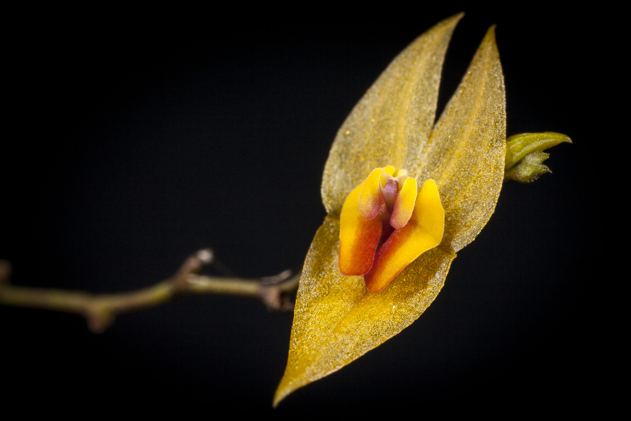 Orquídea Lepanthes