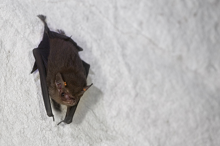 Murciélago en reposo sobre roca